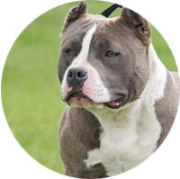 Certificado Animales peligrosos Móstoles